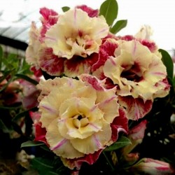 Bonsai Wüstenrose Samen "Lemon pink" 1.9 - 1