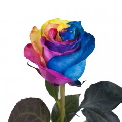 Rainbow Rosen Samen 2.5 - 1