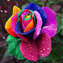Rainbow Rose Seeds 2.5 - 4