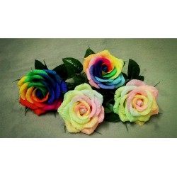 Rainbow τριαντάφυλλα σπόροι 2.5 - 3