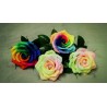 Semillas Color De Rosa Del Arco Iris Rainbow | 2,50 €