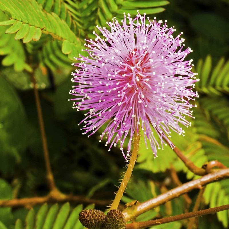 Mimose Samen - Schamhafte Sinnpflanze (Mimosa pudica) 1.35 - 2