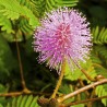 Sensitive Plant Seeds (touch-me-not) | €2.00
