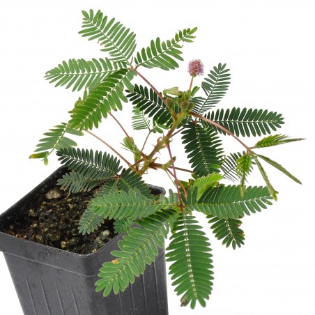 Sensitive Plant Seeds (touch-me-not) | €2.00