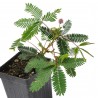Sensitive Plant Seeds (touch-me-not) | €2.00
