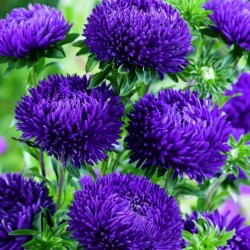 Chinese Aster Blue 1.95 - 4