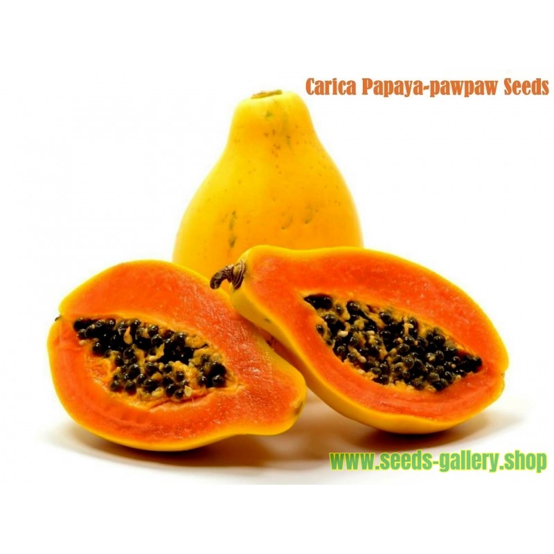 Παπάγια Σπόροι (Carica papaya)