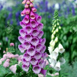 FOXGLOVE DIGITALIS Mix Hardy Spotted Perennial Pink Purple White Flower 100 Seed 