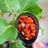 Semi di Passiflora morifolia