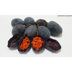 Blue Sweet Calabash Seeds (Passiflora morifolia) 1.7 - 2