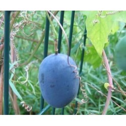 Blue Sweet Calabash Seeds (Passiflora morifolia) 1.7 - 3