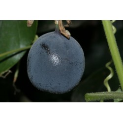 Frö av Passionsblomma (Passiflora morifolia) 1.7 - 4