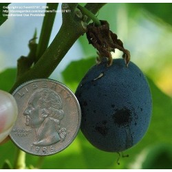 Frö av Passionsblomma (Passiflora morifolia) 1.7 - 5