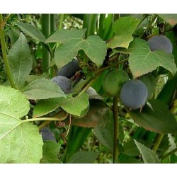 Blue Sweet Calabash Seeds (Passiflora morifolia) 1.7 - 7
