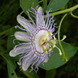 Frö av Passionsblomma (Passiflora morifolia) 1.7 - 8