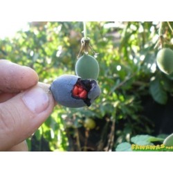Blue Sweet Calabash Seeds (Passiflora morifolia) 1.7 - 9