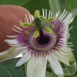 Frö av Passionsblomma (Passiflora morifolia) 1.7 - 10