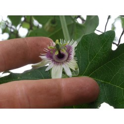 Frö av Passionsblomma (Passiflora morifolia) 1.7 - 11