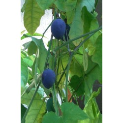 Blue Sweet Calabash Seeds (Passiflora morifolia) 1.7 - 12