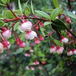 Cile Guava - Ugniberry Seme (Ugni molinae) 2.8 - 1