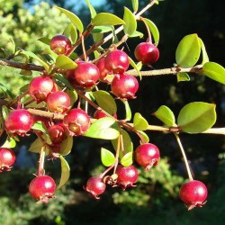 Cile Guava - Ugniberry Seme (Ugni molinae) 2.8 - 2