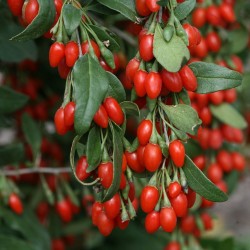 Goji Berry Seeds (Lycium chinense) 1.55 - 2