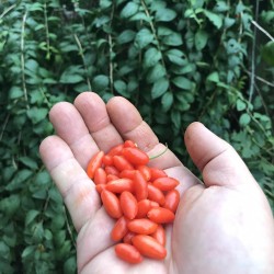 Годжи семена – целебная ягода (Lycium chinense) 1.55 - 3