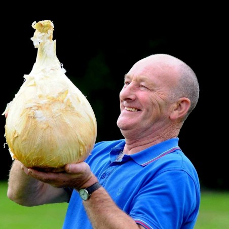 Σπόροι γίγαντας Κρεμμύδι Robinsons Mammoth | 3,00 €