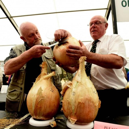 Jättelök Robinsons Mammoth frön | 3,00 €