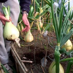 Οι Kelsae Giant Σπόροι Κρεμμύδι 2 - 4