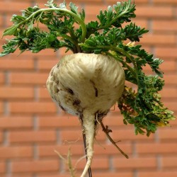 Мака перуа́нская семена (Lepidium meyenii) 2.2 - 2