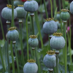 Semillas de Adormidera Blanco o “planta del opio” 2.5 - 3