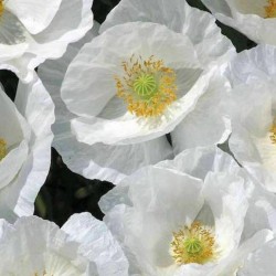 Semillas de Adormidera Blanco o “planta del opio” 2.5 - 4