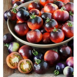 Lycopersicum Esc K70 Blau Tomato Seeds Samen 20 Samen Tomate Indigo Rosa 