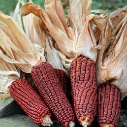 Семена красной Кукурузы Кровавый Мясник 1.95 - 5