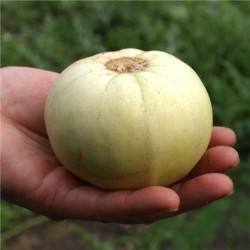Japanese Heirloom Melon Seeds “Sakata's Sweet” 2.35 - 2