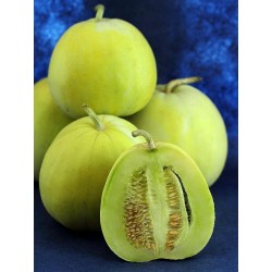 Japanese Heirloom Melon Seeds “Sakata's Sweet” 2.35 - 3