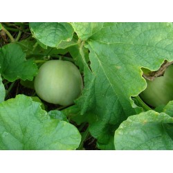 Japanese Heirloom Melon Seeds “Sakata's Sweet” 2.35 - 4