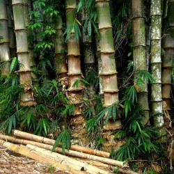 Gvozdeni Bambus Seme 4 - 4