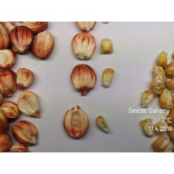 Peruanische Riesen rote Sacsa Kuski Mais Samen 3.499999 - 5