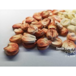 Sementes de milho gigante peruano Sacsa Kuski 3.499999 - 7