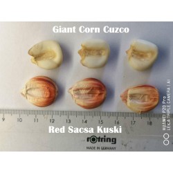 Peruanische Riesen rote Sacsa Kuski Mais Samen 3.499999 - 9