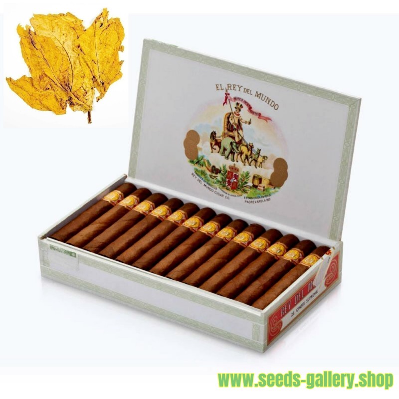 Tabacco L'Avana Oro lisci - Hav. Gold Smooth 1000 Semi