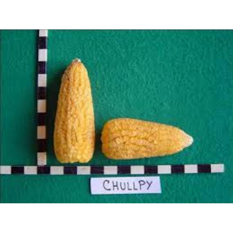 Peruvian Yellow Chulpe Corn - Maiz Seeds 2.25 - 2