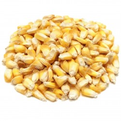Peruvian Yellow Chulpe Corn - Maiz Seeds 2.25 - 1