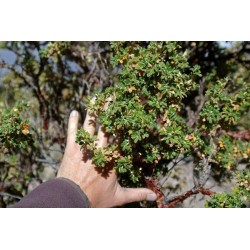 Semillas de Kewiña queñua queñoa (Polylepis besseri) 2.049999 - 3
