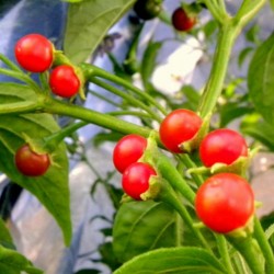 Bolivianische Chili-Samen ULUPICA (Capsicum cardenasii) 2.049999 - 1
