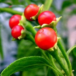 Bolivianische Chili-Samen ULUPICA (Capsicum cardenasii) 2.049999 - 5