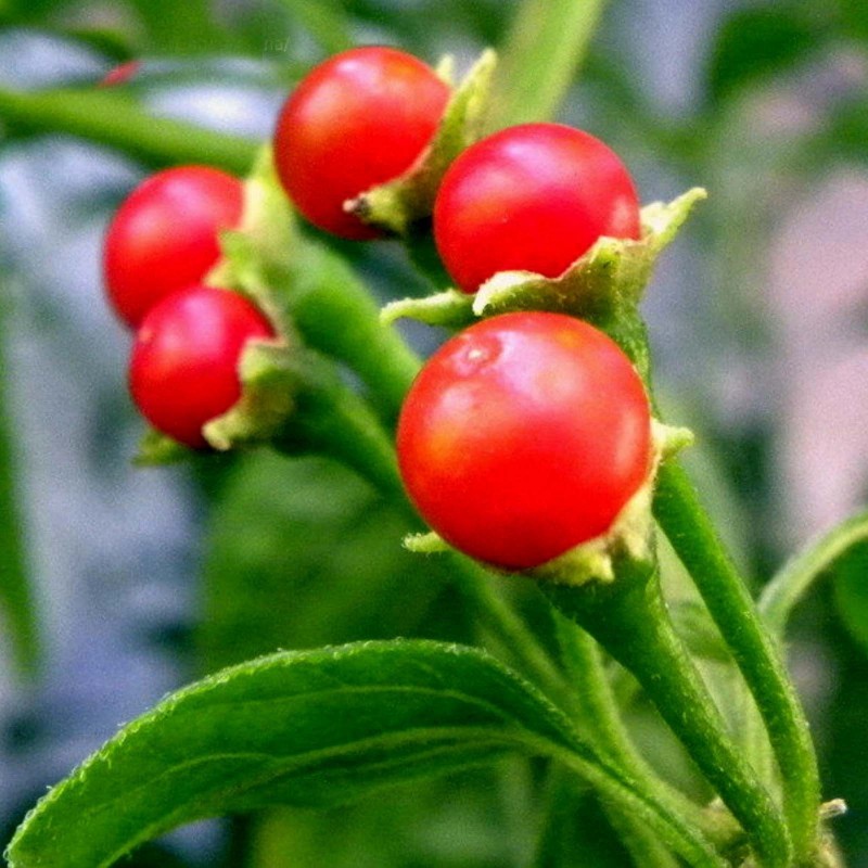 Seme Bolivijskog Čilija ULUPICA (Capsicum cardenasii) 2.049999 - 5