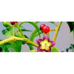 Bolivianische Chili-Samen ULUPICA (Capsicum cardenasii) 2.049999 - 2